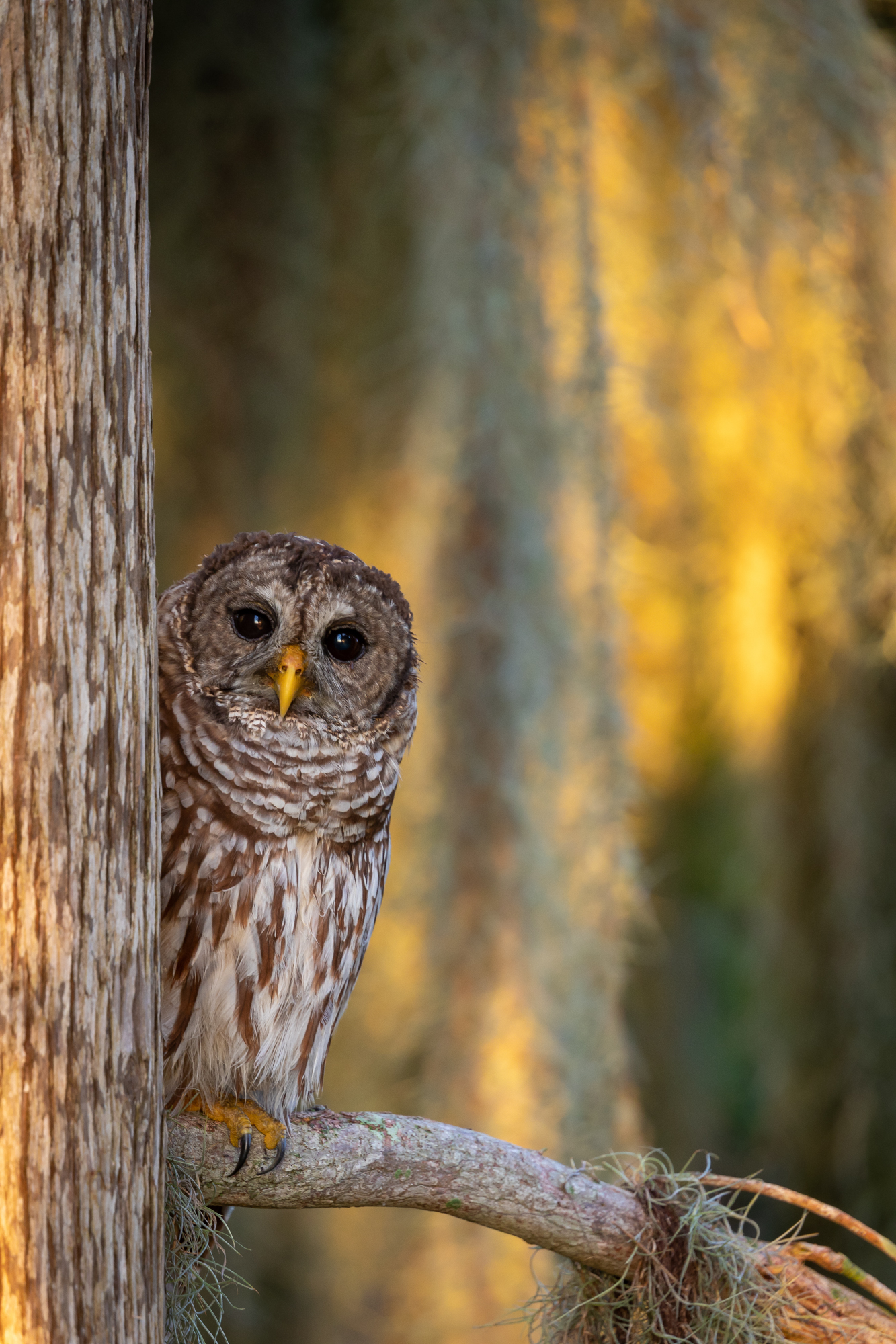 Barred Owl (2)