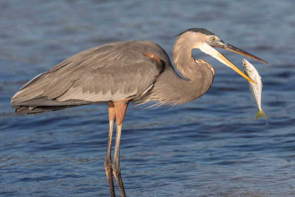 Great Blue Heron with Fish (1)