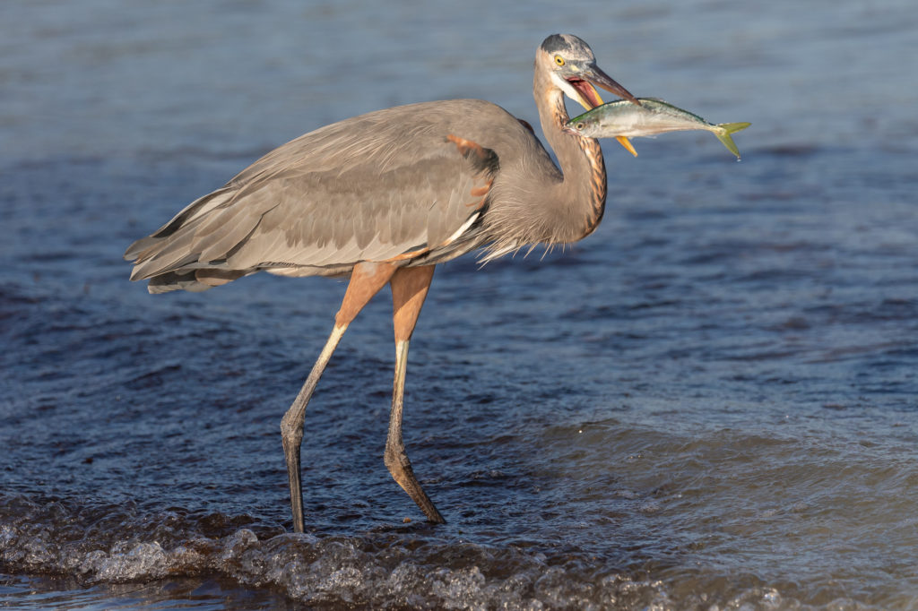 Great Blue Heron with Fish (2)