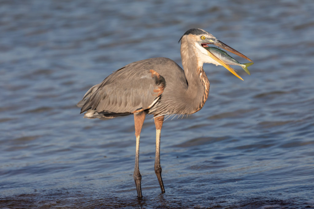 Great Blue Heron with Fish (3)
