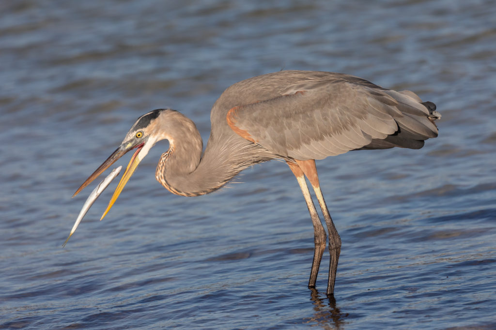Great Blue Heron with Fish (4)
