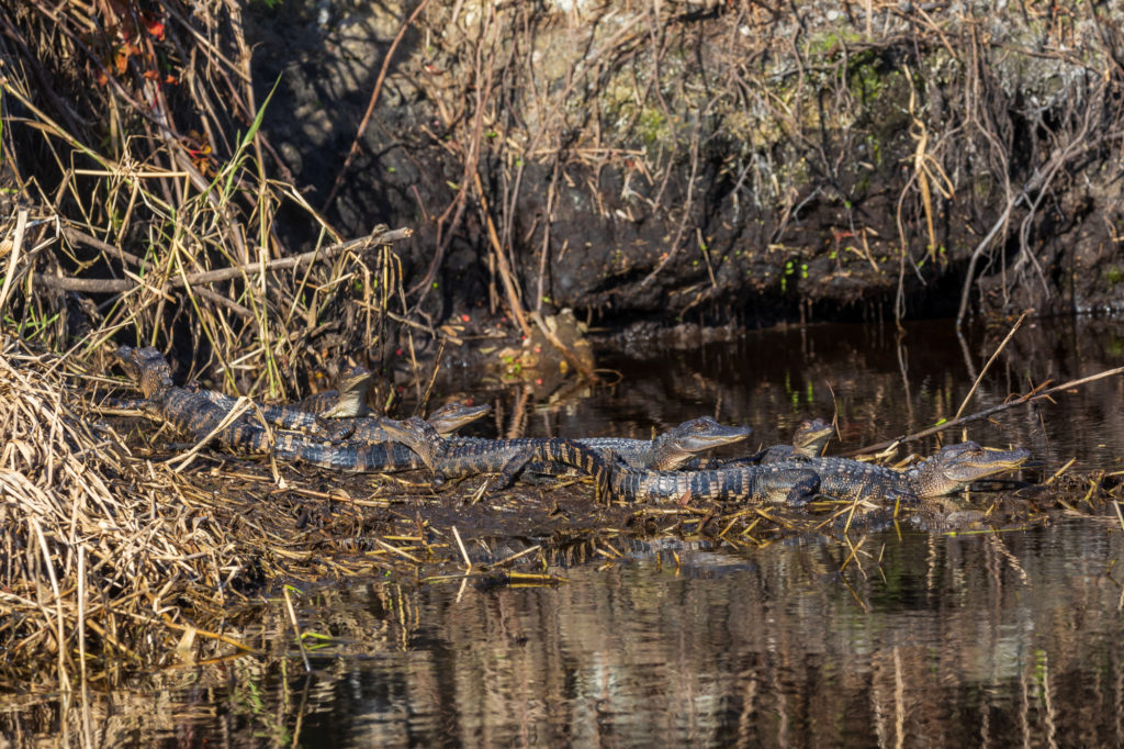 American Alligator Youngsters (1)