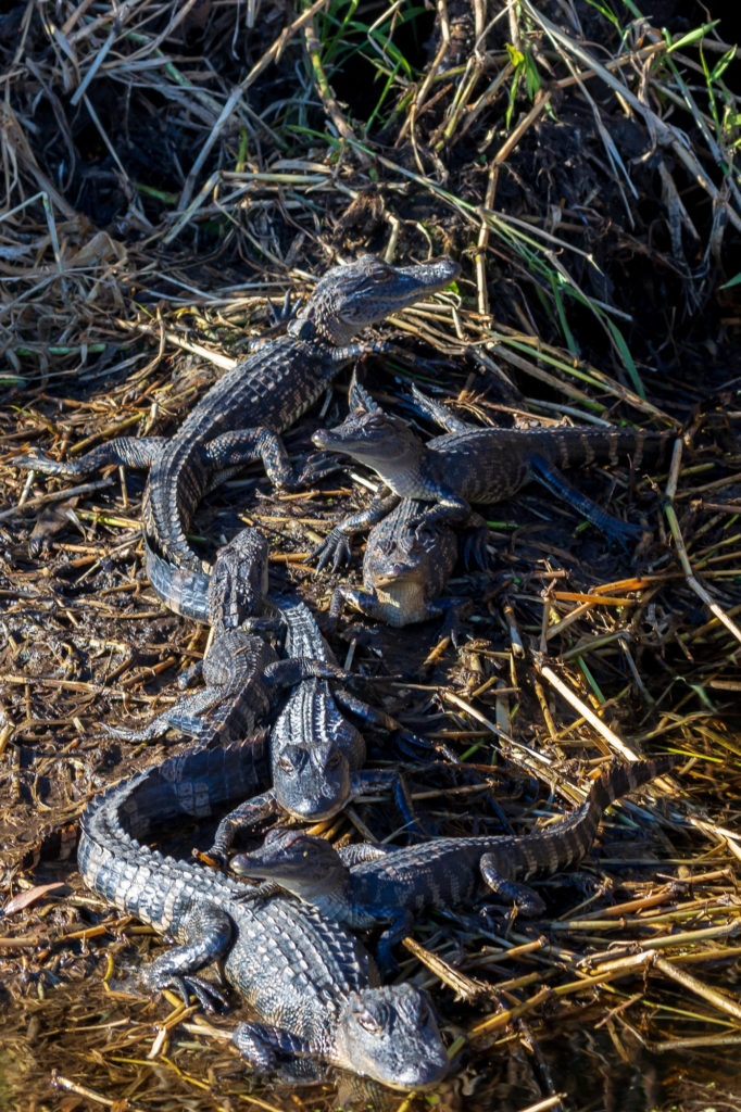 American Alligator Youngsters (3)