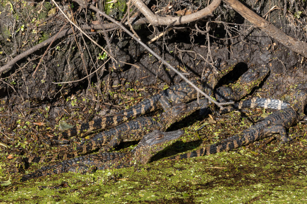 American Alligator Youngsters (4)
