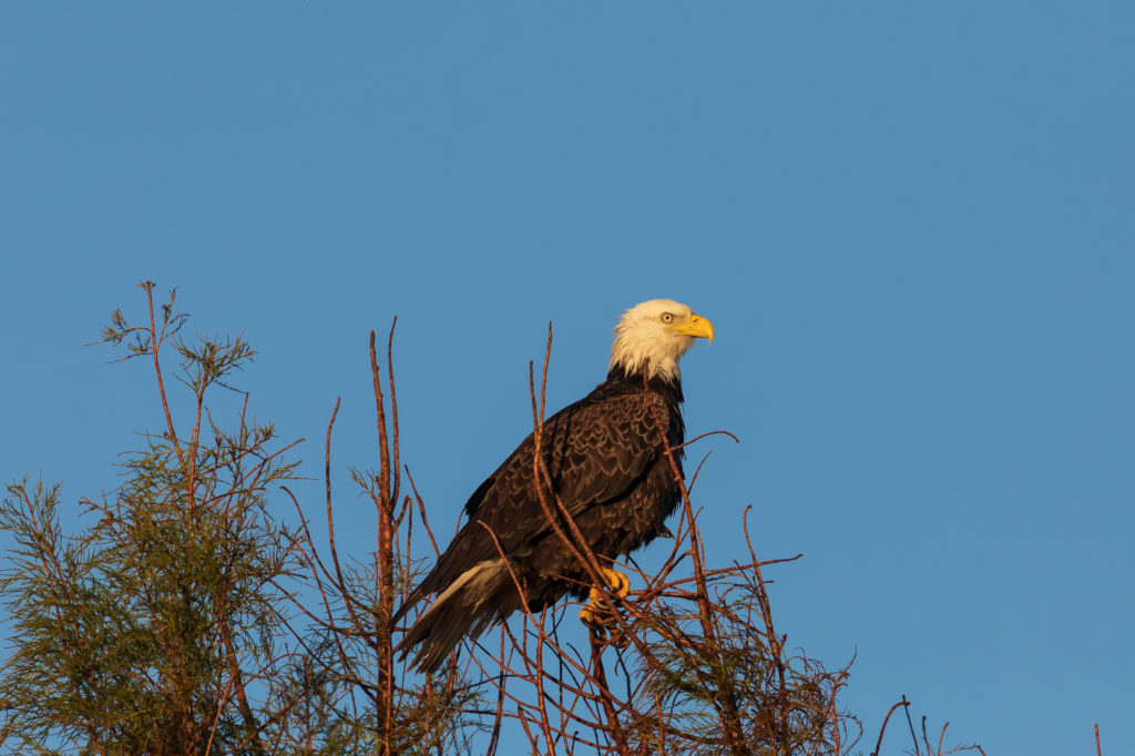 Bald Eagle (2)