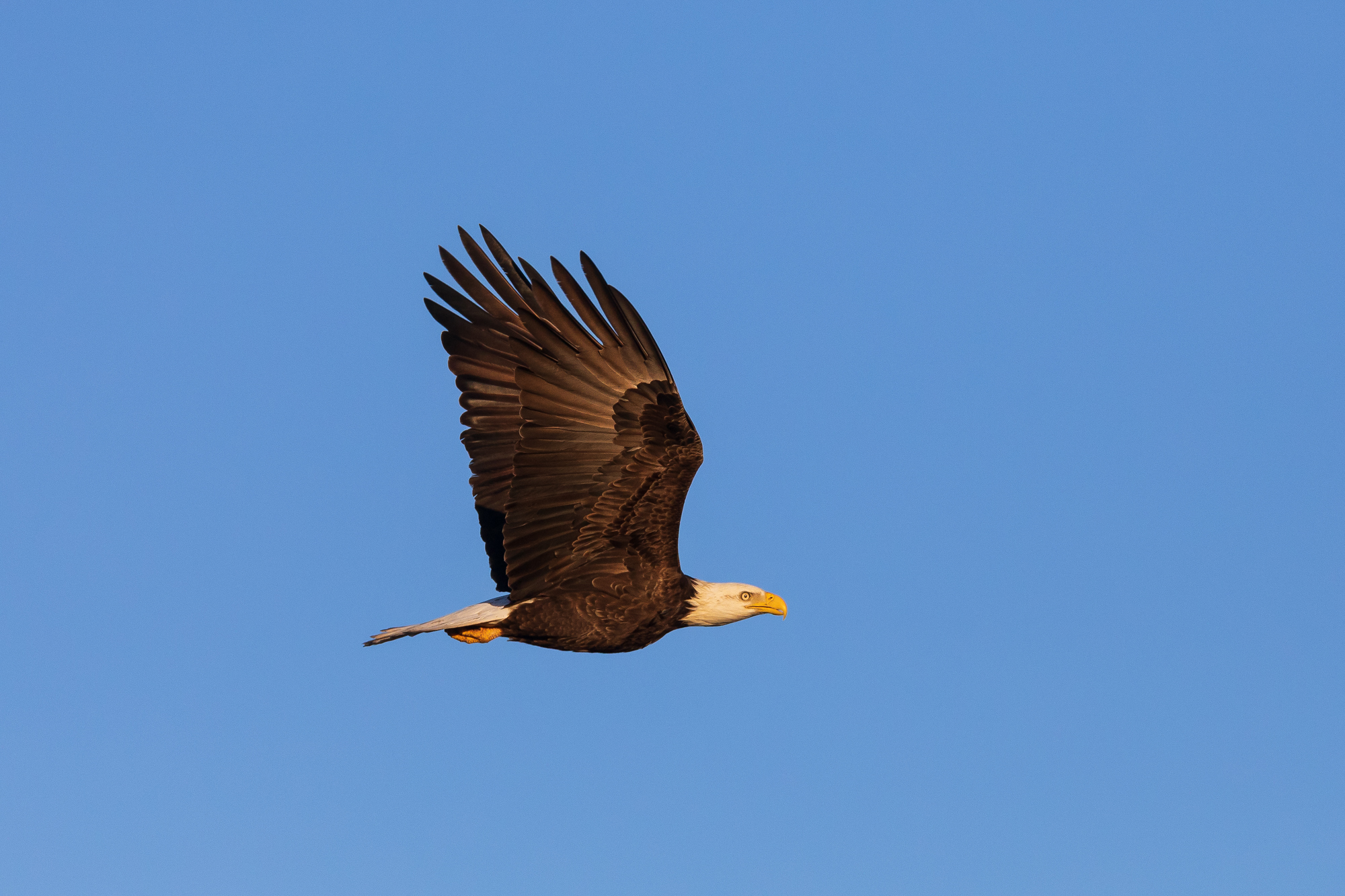 Bald Eagle in Flight (3)