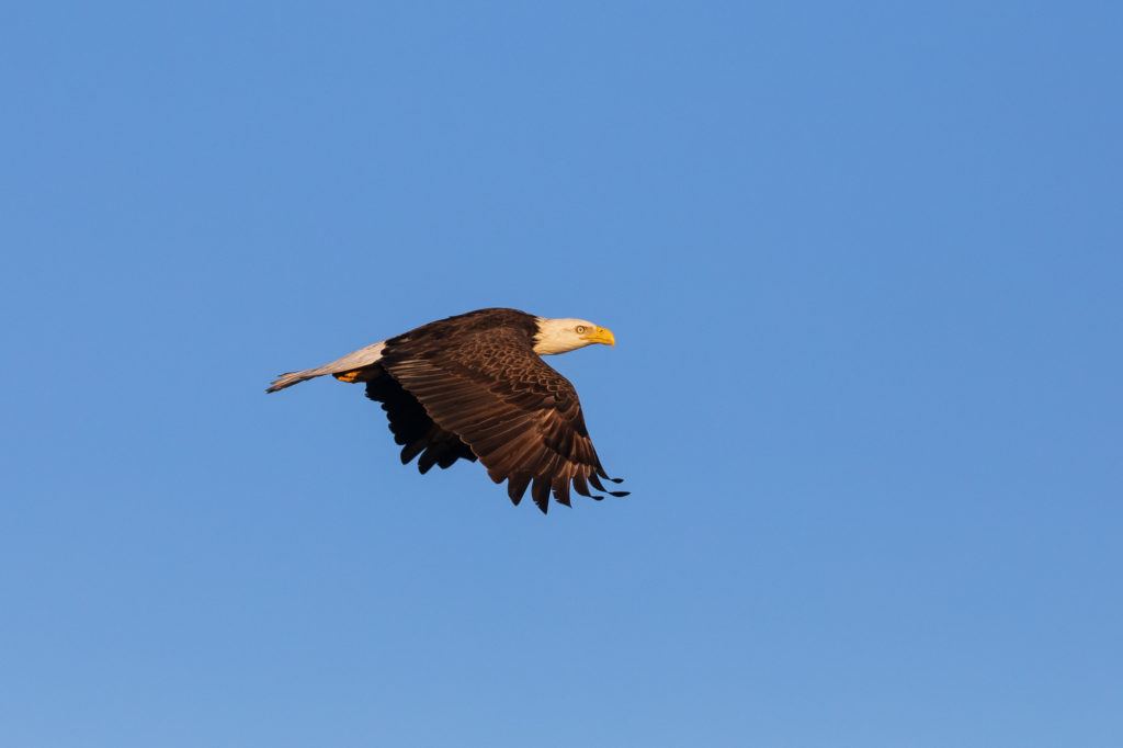Bald Eagle in Flight (4)
