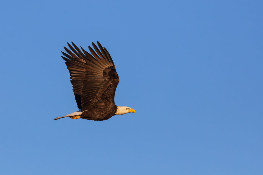Bald Eagle in Flight (5)