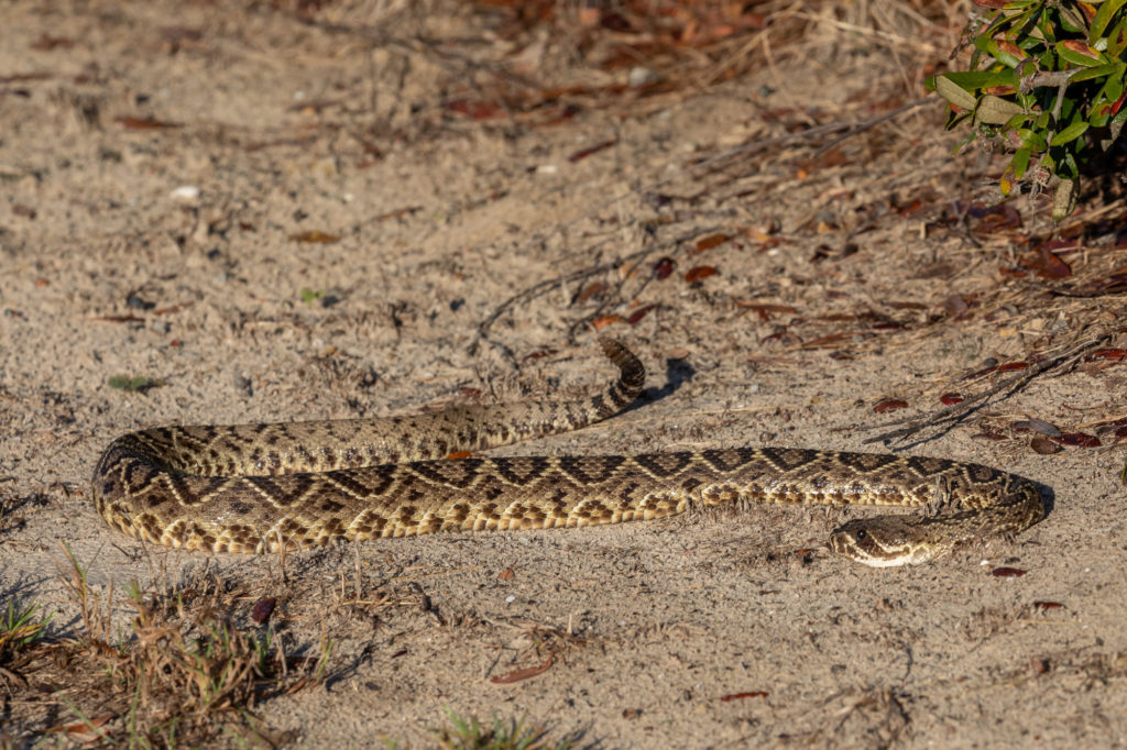 Eastern Diamondback Rattlesnake - Weedon Island