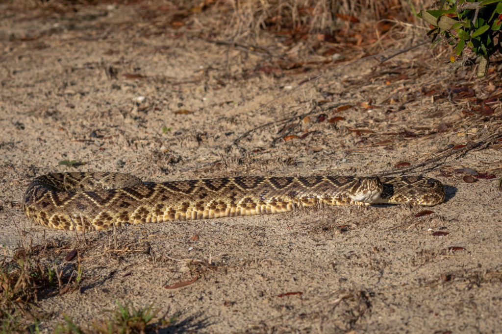 Eastern Diamondback Rattlesnake - Weedon Island