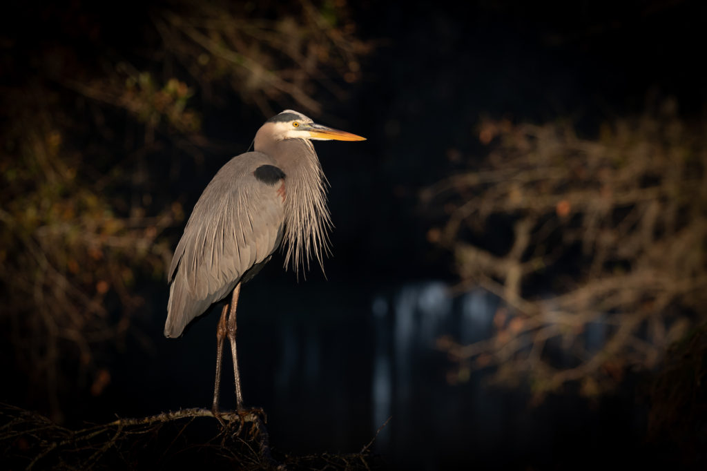 GBH in Great Light (1)