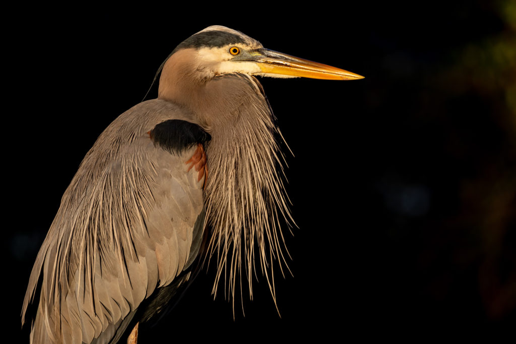 GBH in Great Light (2)