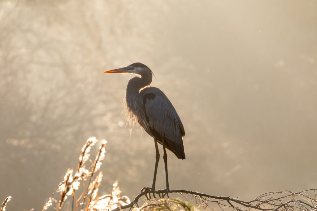 GBH in Great Light (3)
