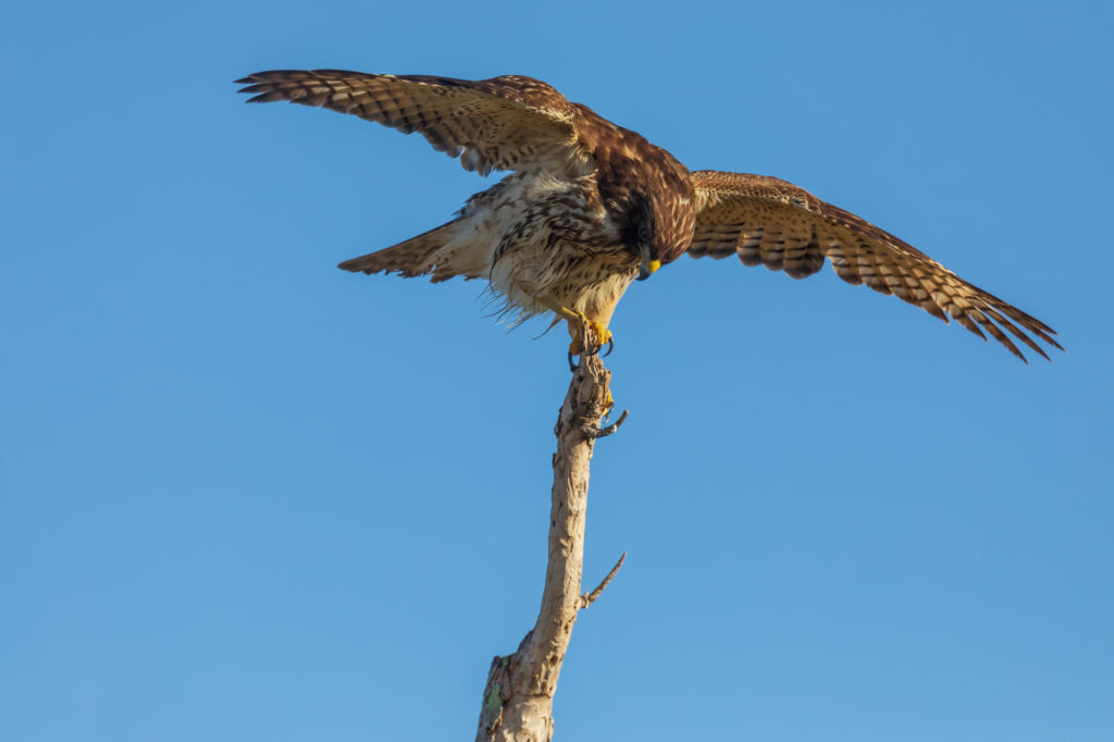 Immature Red-Shouldered Hawk (3)