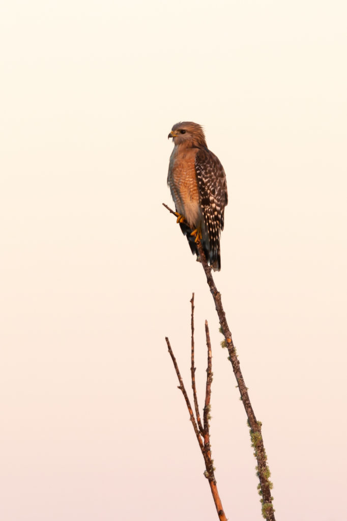 Red-Shouldered Hawk at Dawn