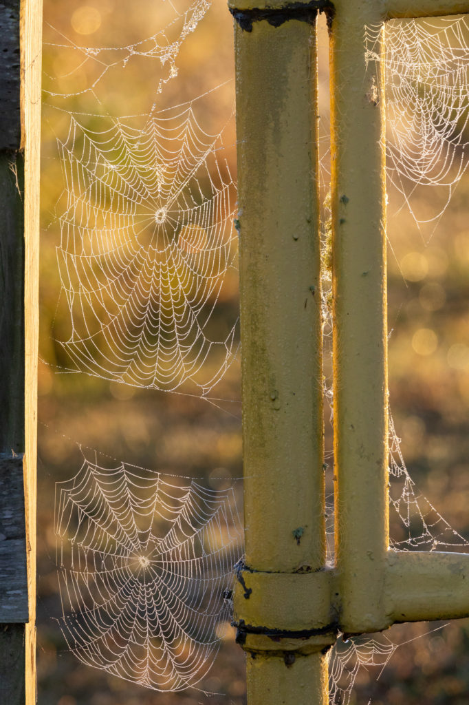 Sunlit Spiderwebs (1)