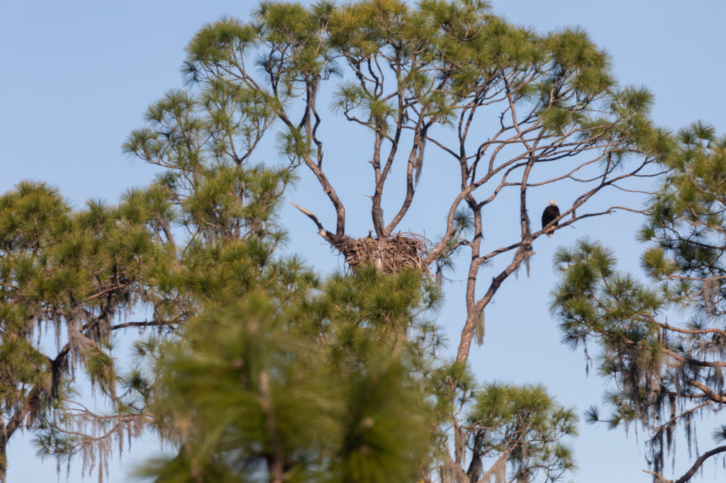 Bald Eagle with New Baby in Nest