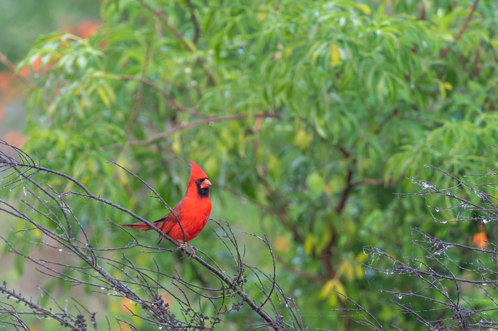 Cardinal (1)