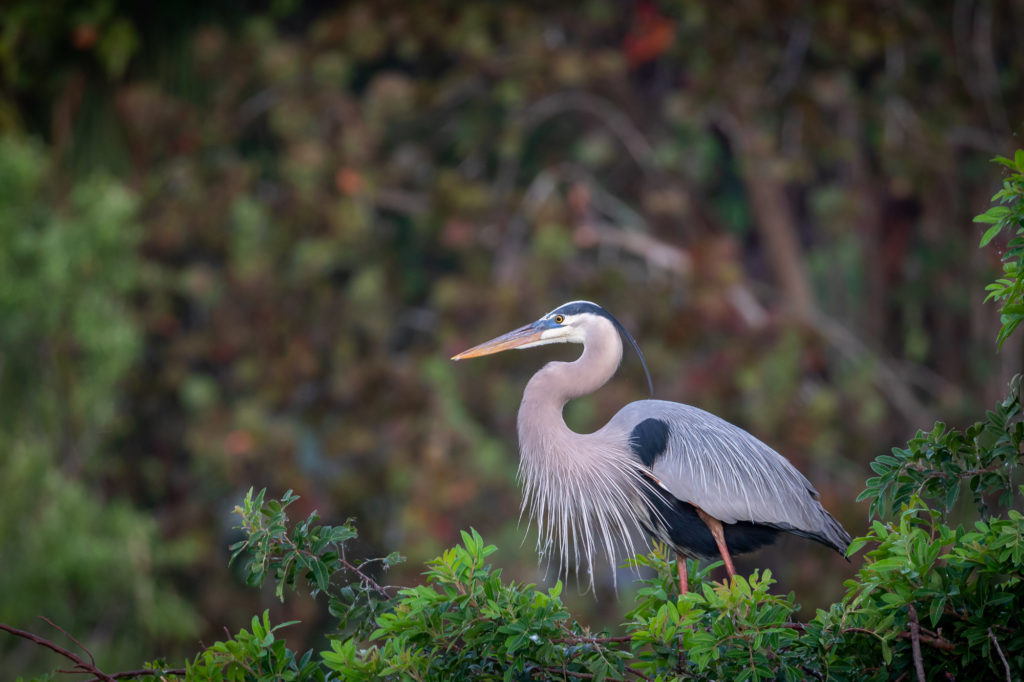 Great Blue Heron with Young Chick