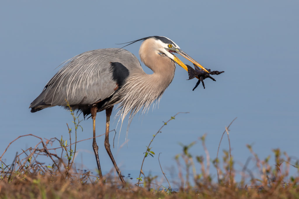 Great Blue Heron with Armored Catfish