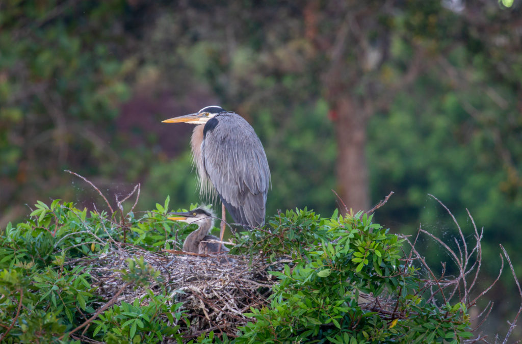 Great Blue Heron with Youngish Chick