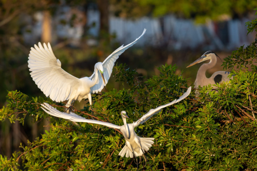 Great Egret and Great Blue Heron Squabble (2)