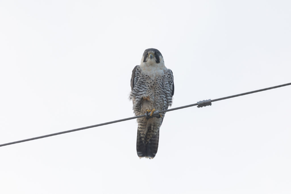 Peregrine Falcon (1)
