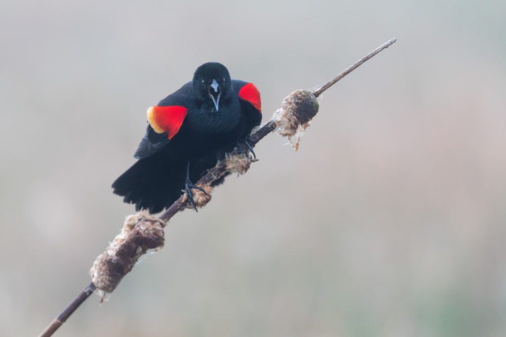Red-Winged Blackbird (2)