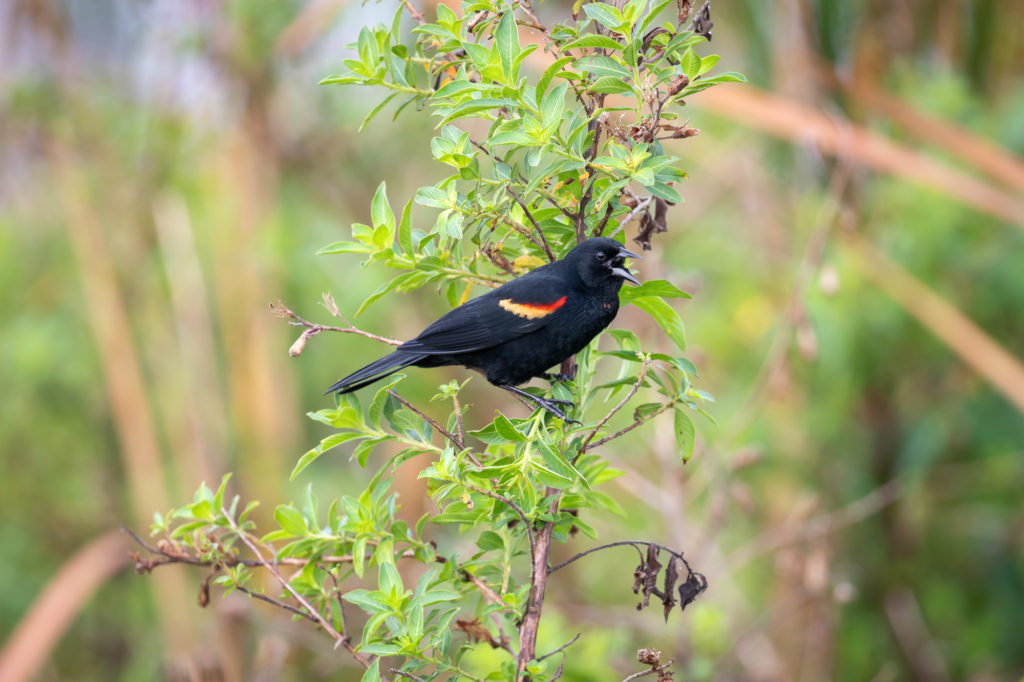 Red-Winged Blackbird (3)