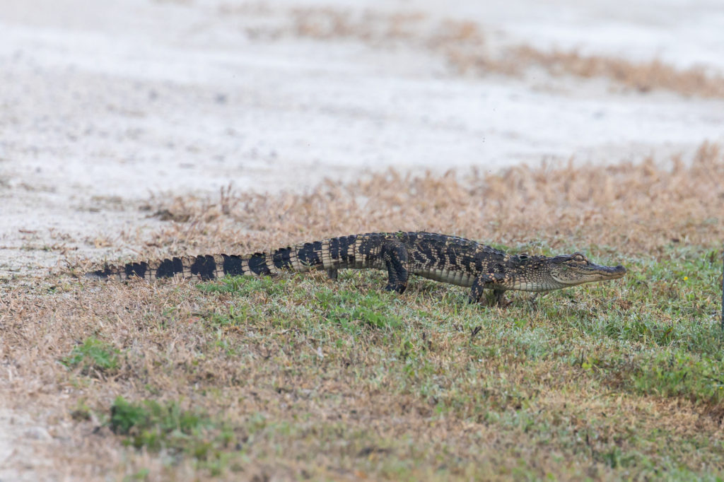 Young Gator crossing the road