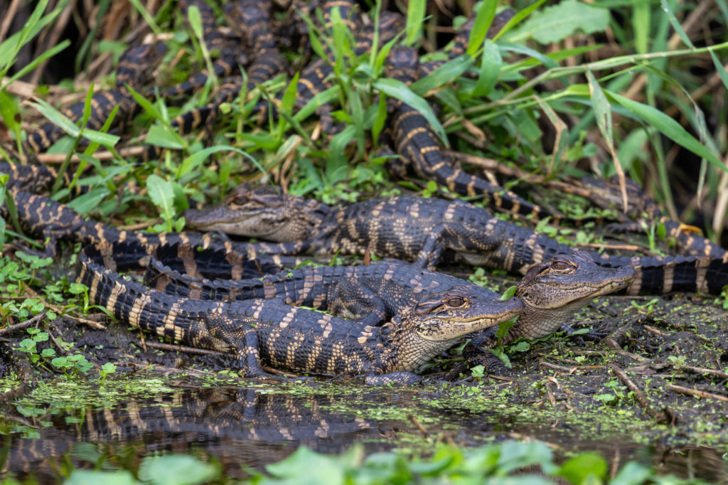 Young Gators Sunbathing (2)