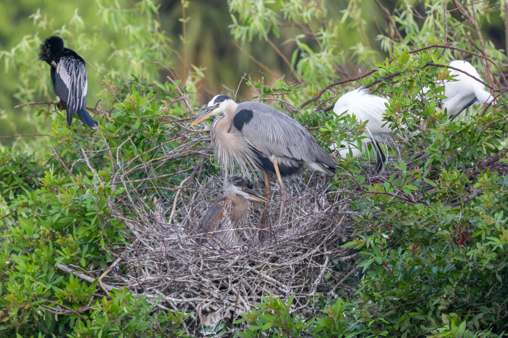 Great Blue Heron Parent and Older Chick