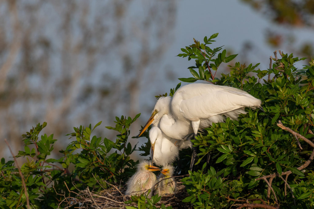 Great Egret Couple with 3 chicks (2)