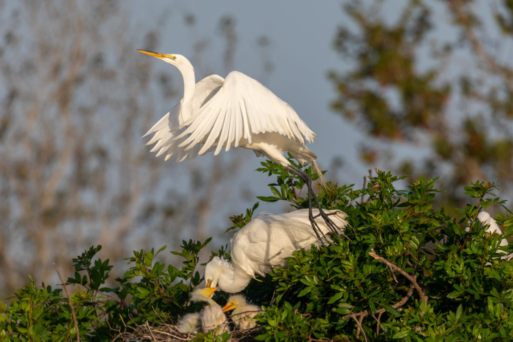 Great Egret Couple with 3 chicks (6)