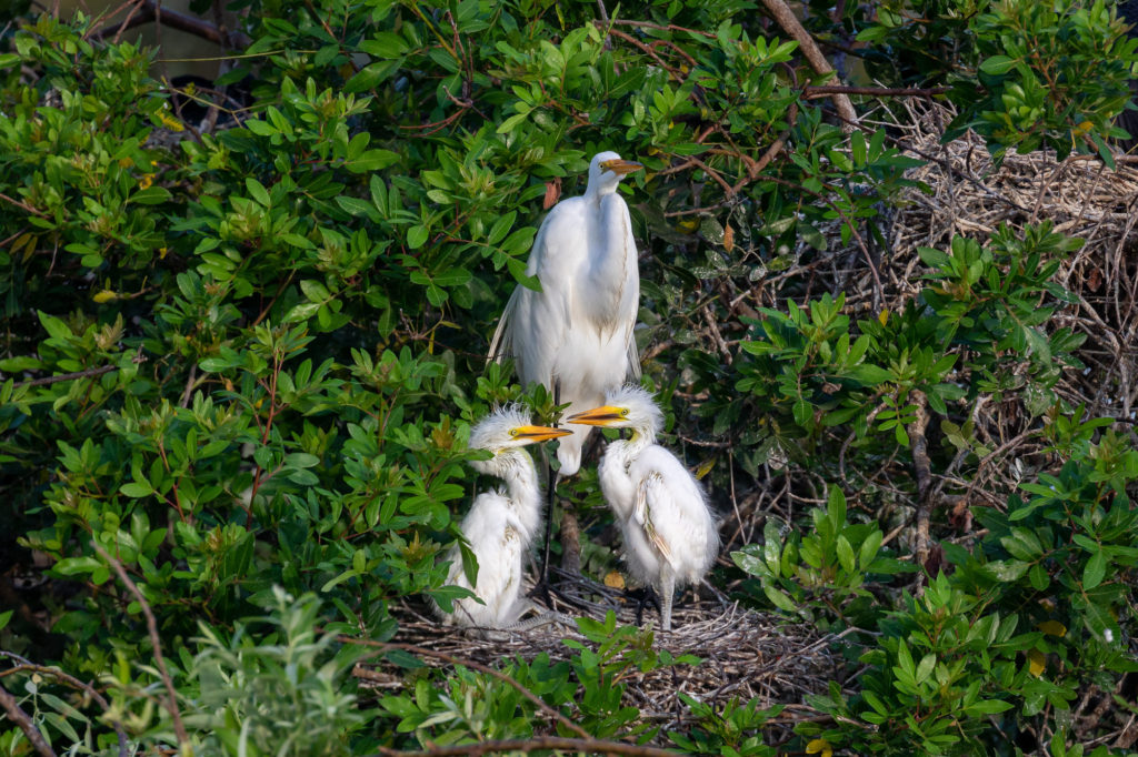 Great Egret with 2 chicks
