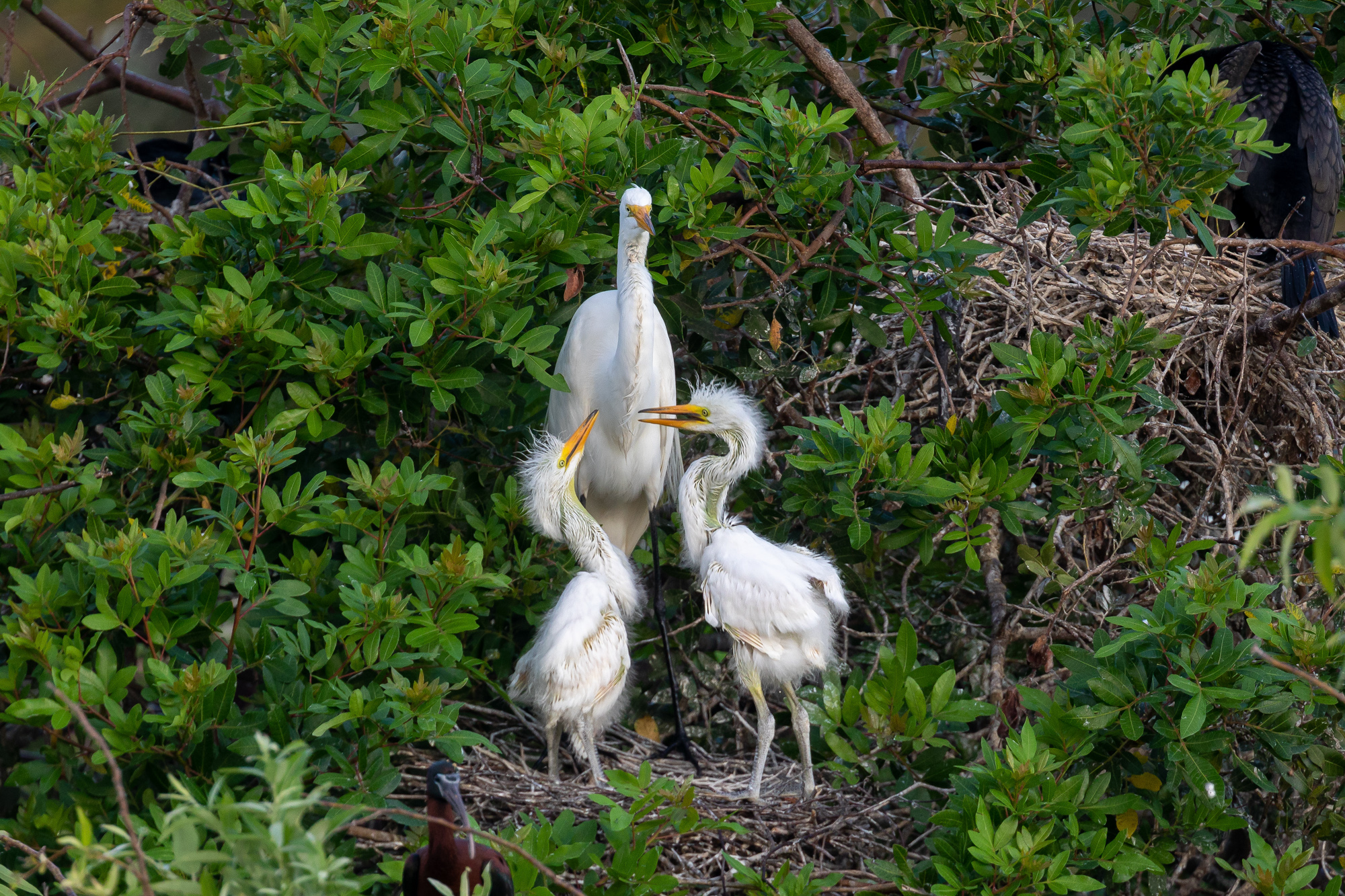 Great Egret with 2 Chicks (8)