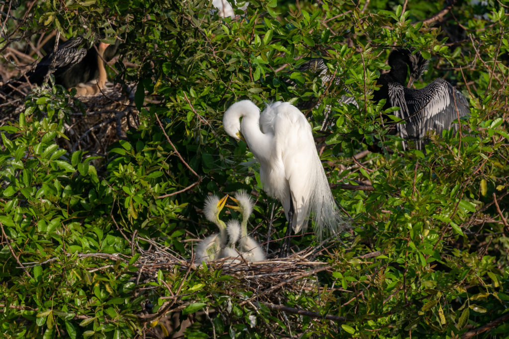 Great Egret with 3 chicks (2)