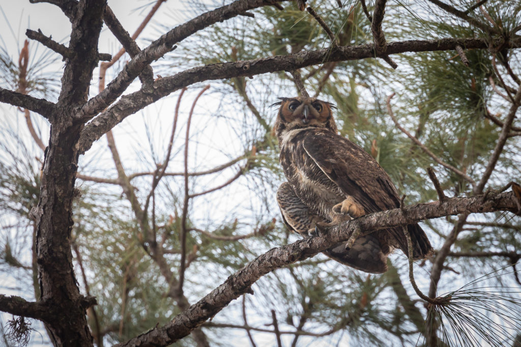 Great Horned Owl Parent