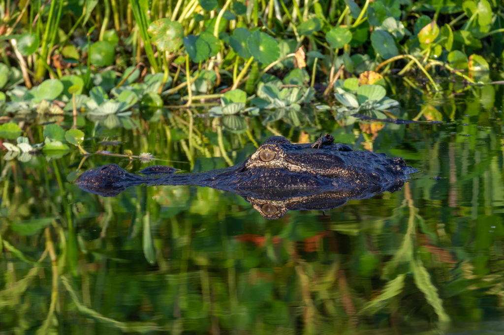 Alligator Reflection