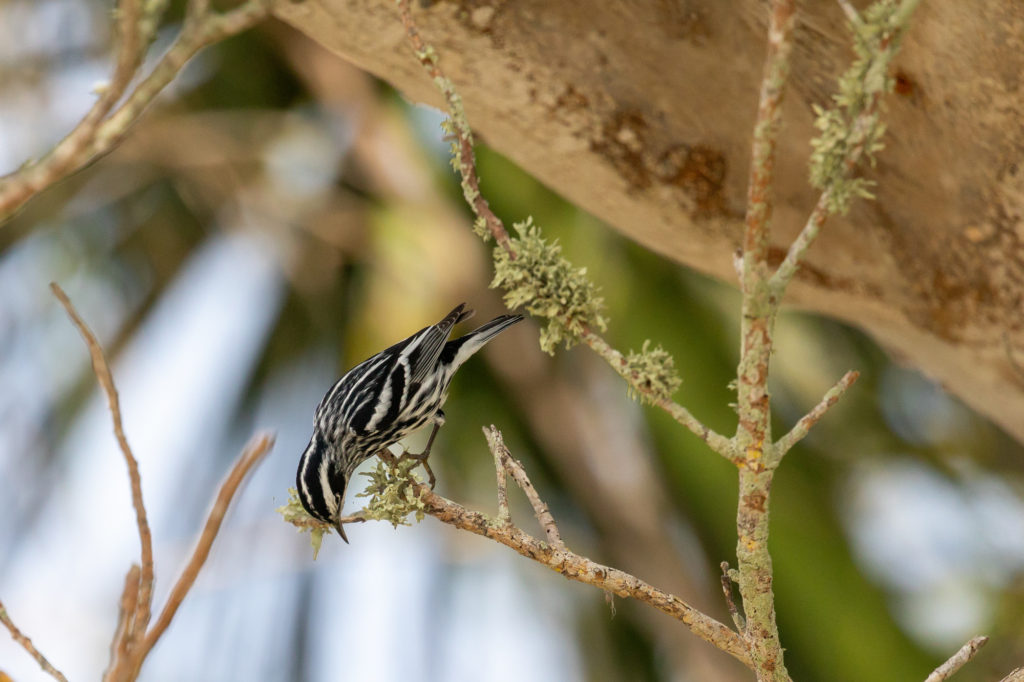 Black and White Warbler (1)