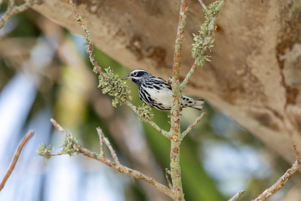 Black and White Warbler (3)