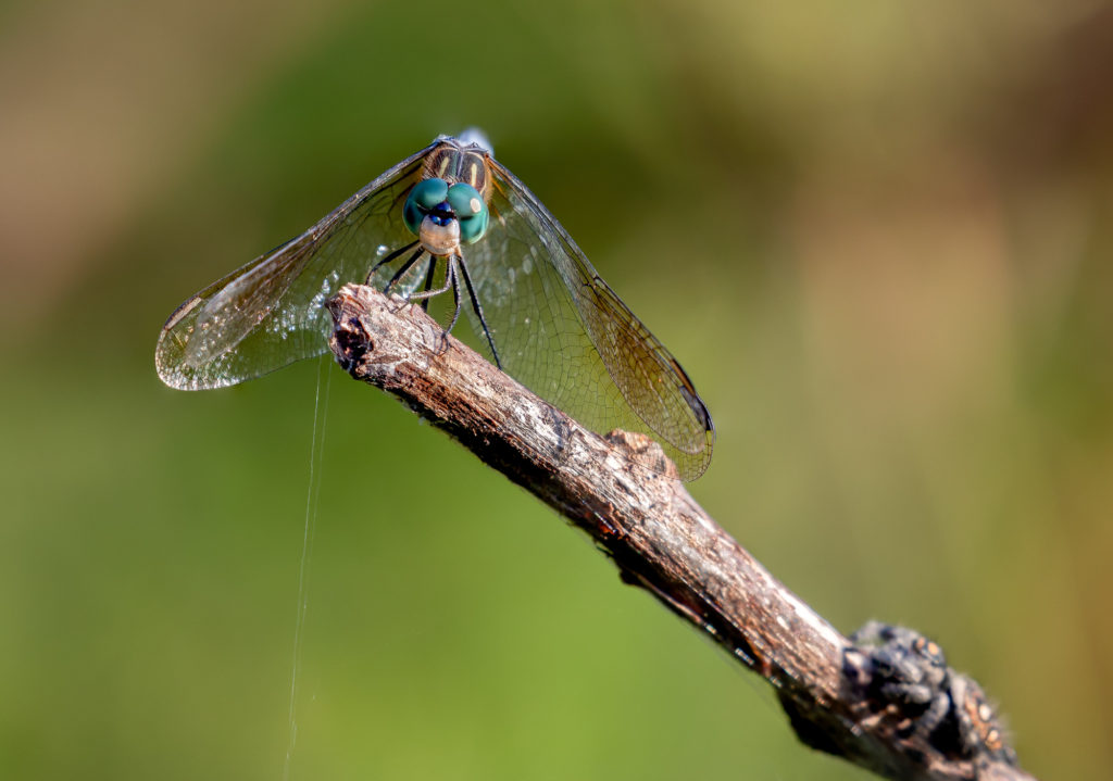 Blue Dasher and Regal Jumping Spider (out of focus)