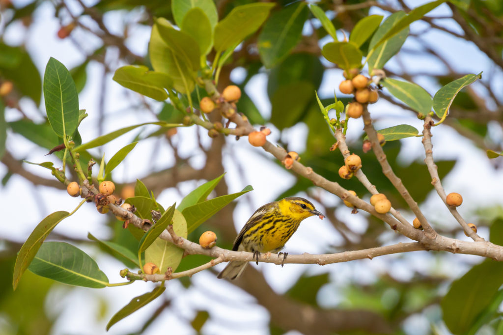 Cape May Warbler (2)