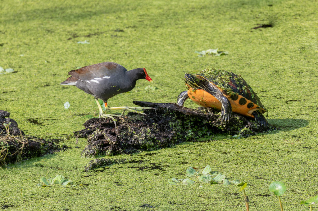 Common Gallinule and Florida Redbelly Turtle Faceoff