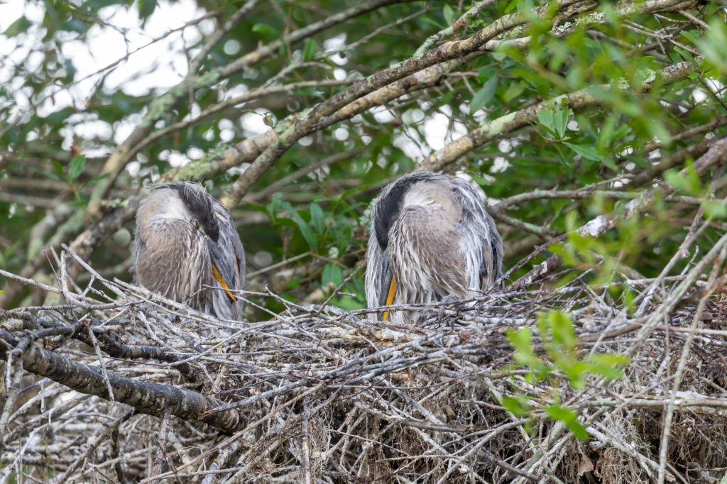 Great Blue Heron Youngsters napping on the nest