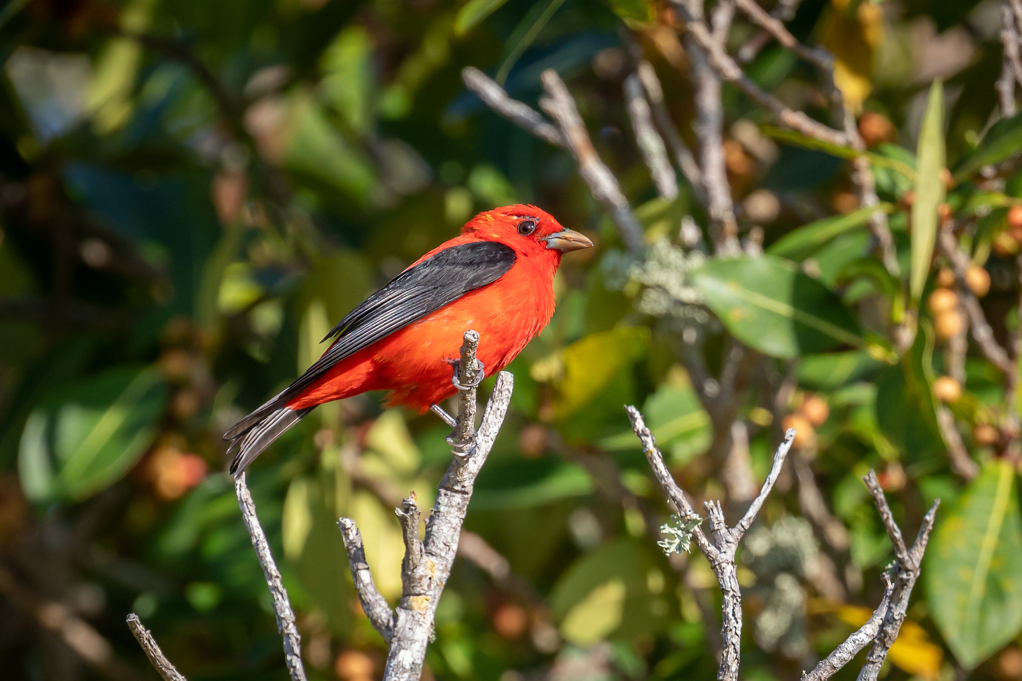 Male Scarlet Tanager (1)