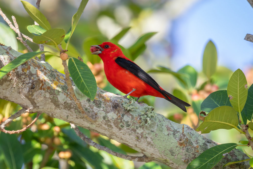 Male Scarlet Tanager (2)