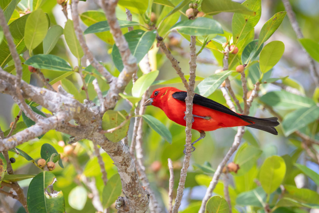 Male Scarlet Tanager (3)