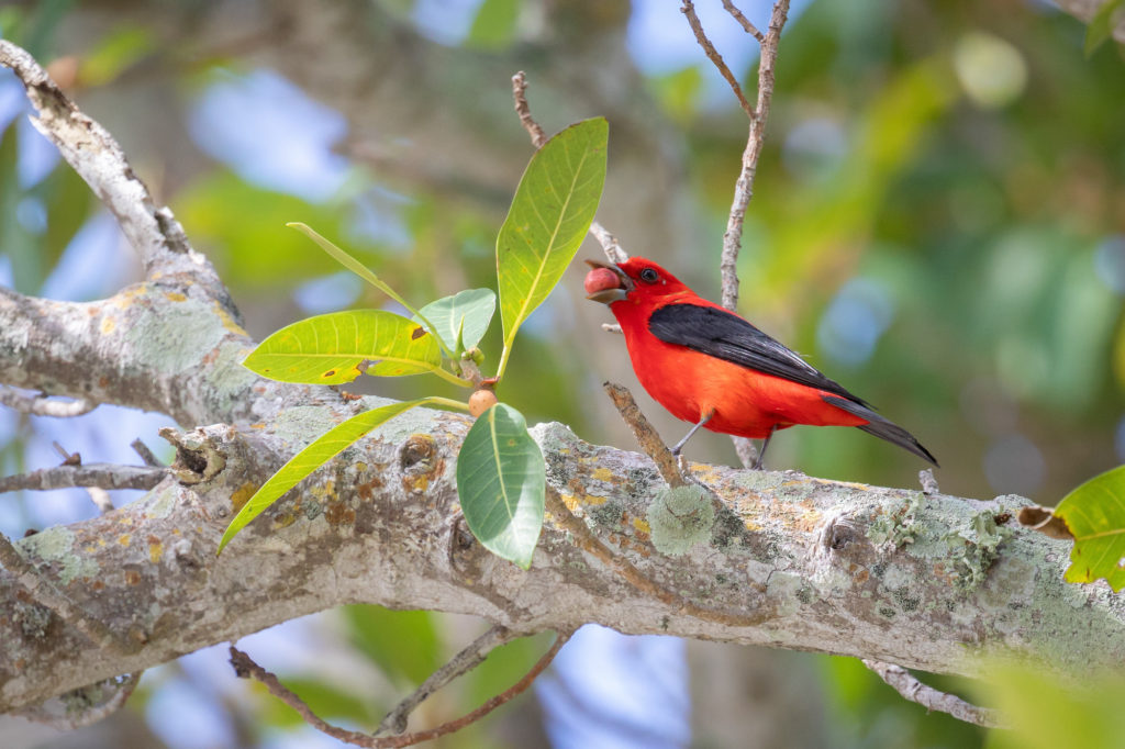 Male Scarlet Tanager (4)