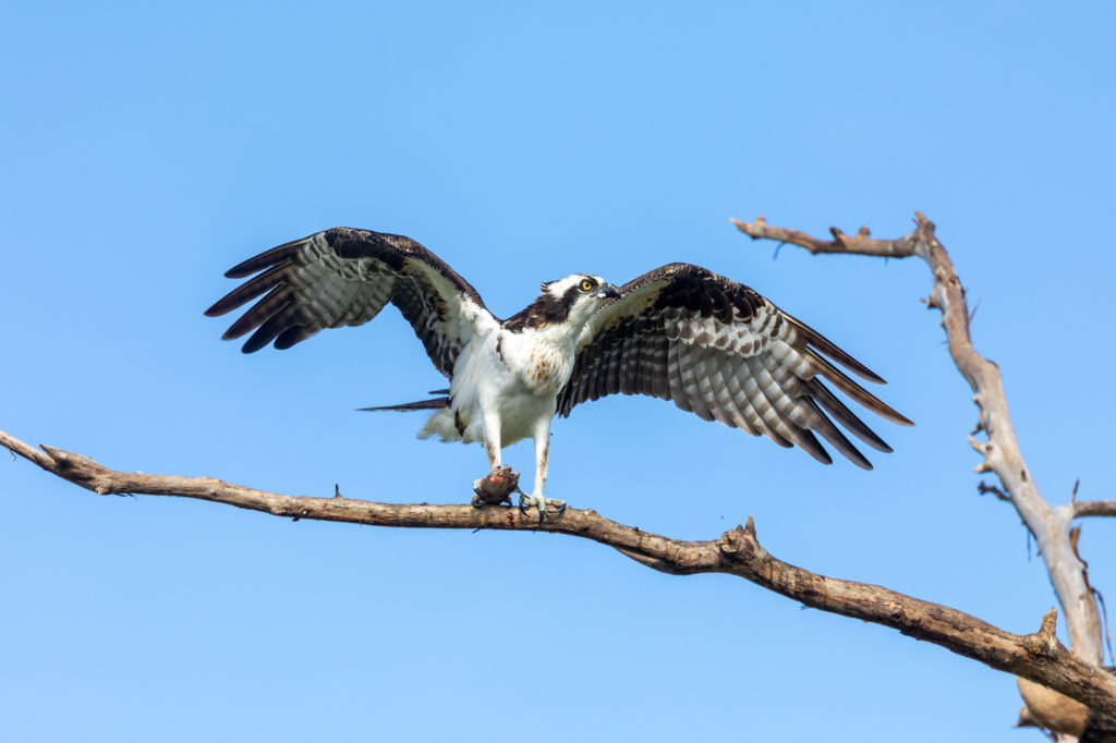 Osprey eating fish (3)